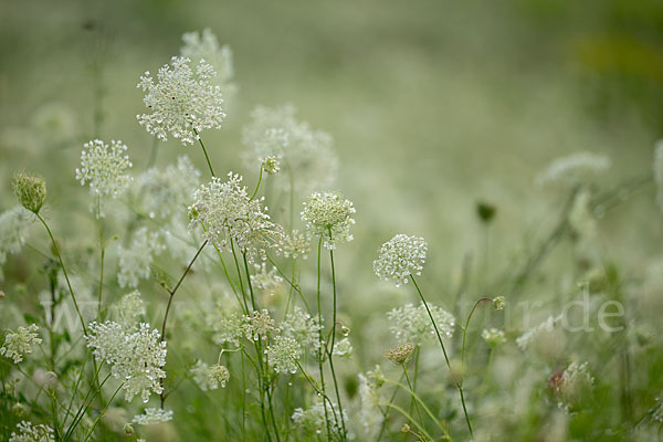 Wilde Möhre (Daucus carota)