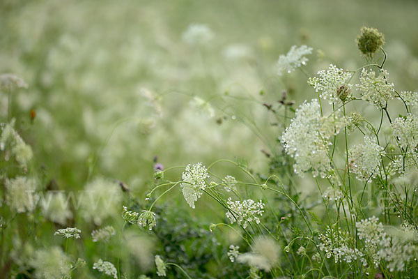 Wilde Möhre (Daucus carota)