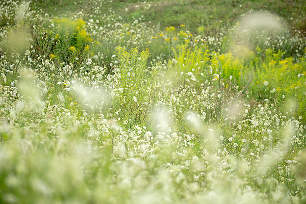 Wilde Möhre (Daucus carota)