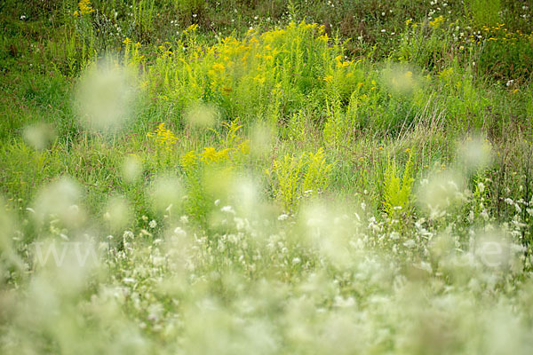 Wilde Möhre (Daucus carota)