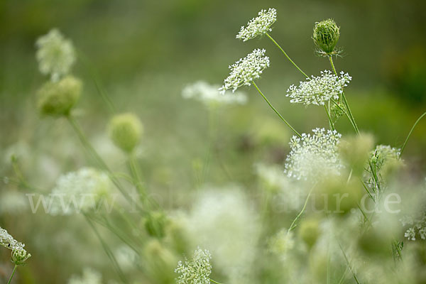 Wilde Möhre (Daucus carota)