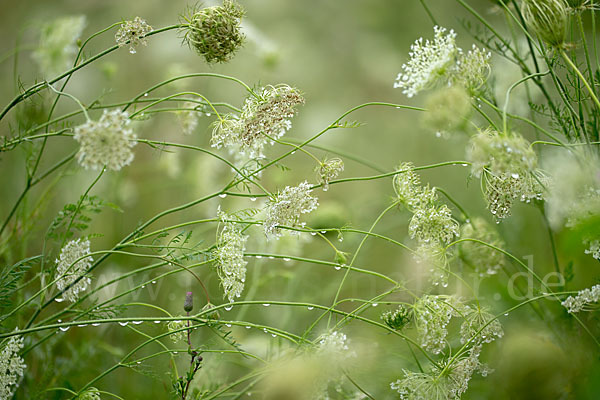 Wilde Möhre (Daucus carota)