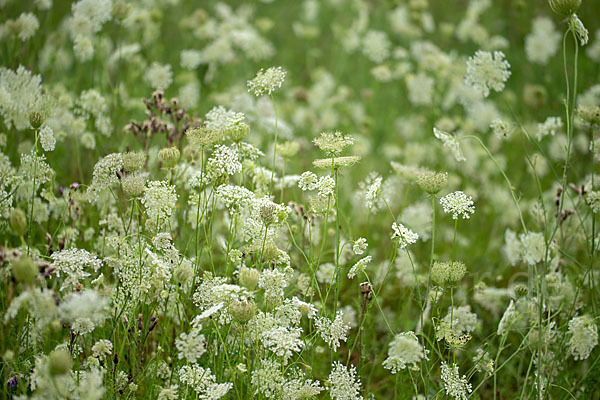 Wilde Möhre (Daucus carota)