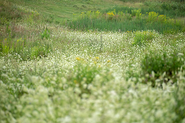 Wilde Möhre (Daucus carota)