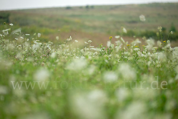 Wilde Möhre (Daucus carota)