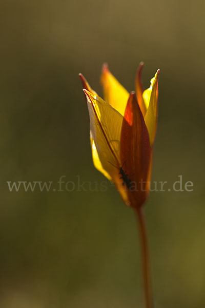 Wilde Tulpe (Tulipa sylvestris)