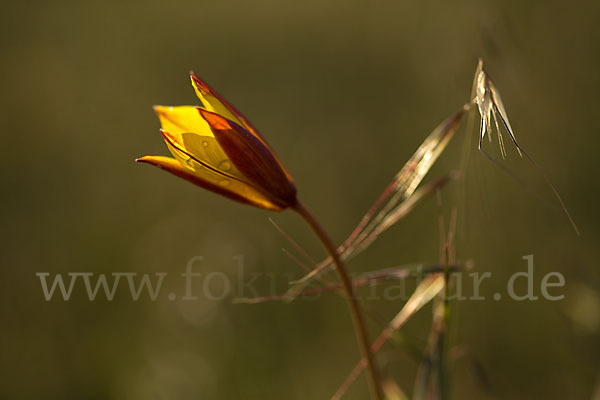 Wilde Tulpe (Tulipa sylvestris)