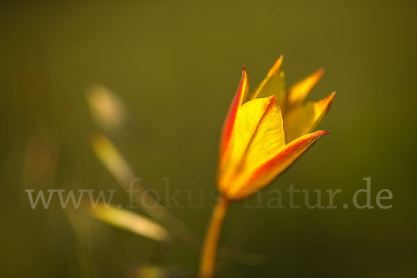 Wilde Tulpe (Tulipa sylvestris)