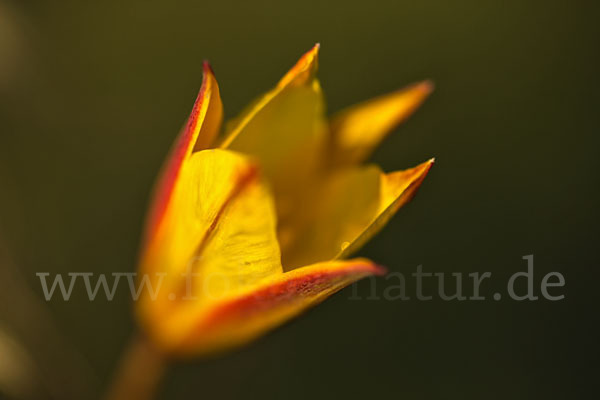 Wilde Tulpe (Tulipa sylvestris)