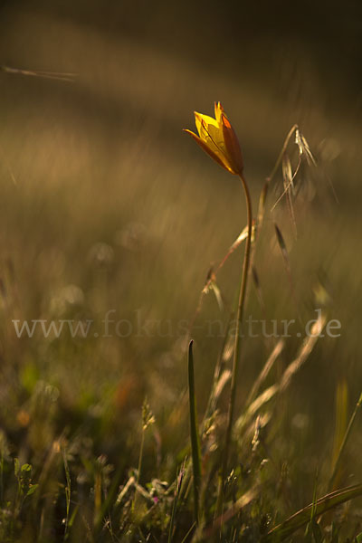 Wilde Tulpe (Tulipa sylvestris)