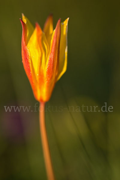 Wilde Tulpe (Tulipa sylvestris)