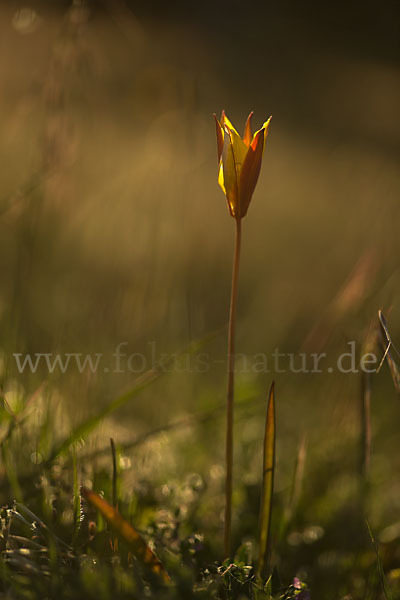 Wilde Tulpe (Tulipa sylvestris)