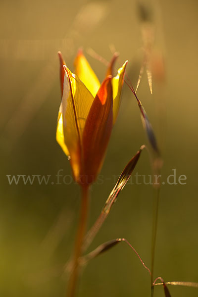 Wilde Tulpe (Tulipa sylvestris)