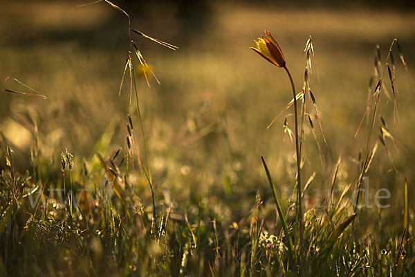 Wilde Tulpe (Tulipa sylvestris)