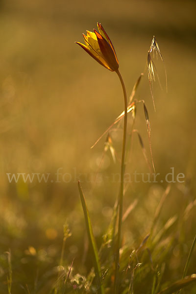 Wilde Tulpe (Tulipa sylvestris)