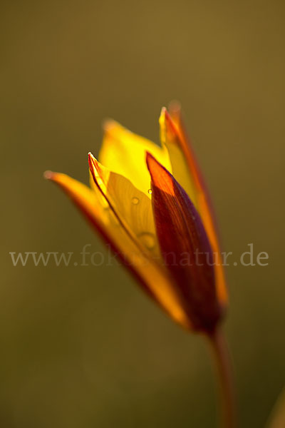 Wilde Tulpe (Tulipa sylvestris)