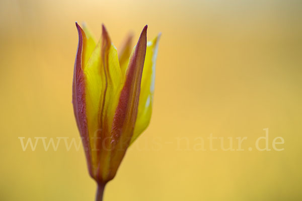 Wilde Tulpe (Tulipa sylvestris)