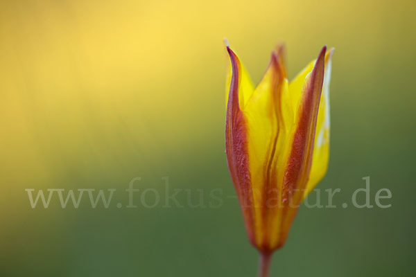 Wilde Tulpe (Tulipa sylvestris)