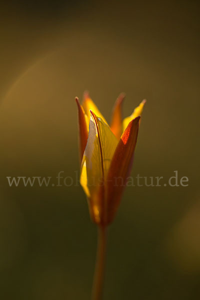 Wilde Tulpe (Tulipa sylvestris)