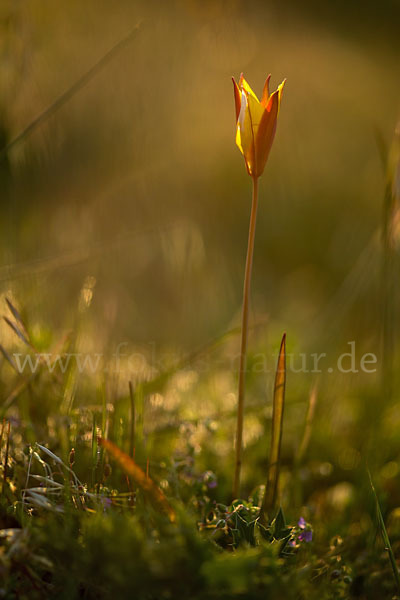 Wilde Tulpe (Tulipa sylvestris)