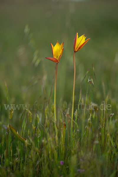 Wilde Tulpe (Tulipa sylvestris)