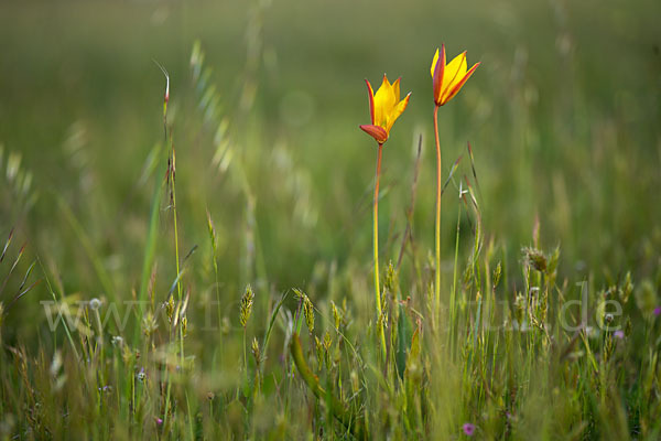 Wilde Tulpe (Tulipa sylvestris)