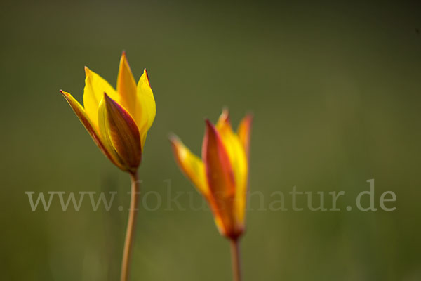 Wilde Tulpe (Tulipa sylvestris)