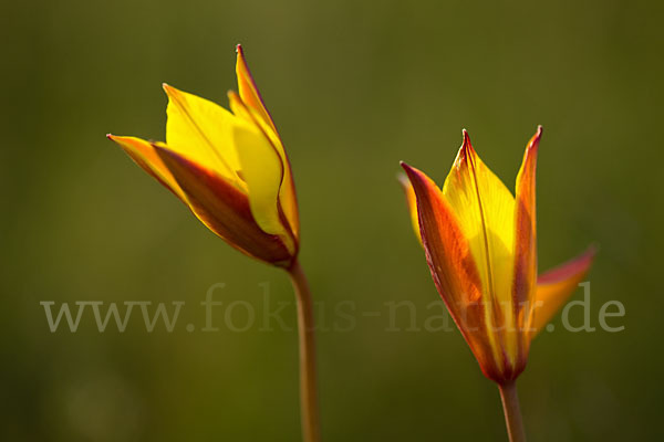 Wilde Tulpe (Tulipa sylvestris)