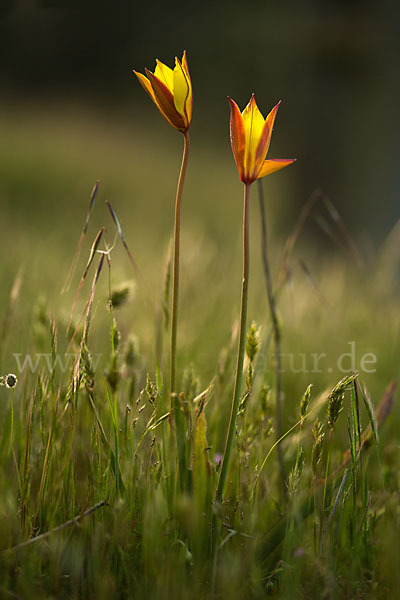 Wilde Tulpe (Tulipa sylvestris)