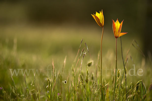 Wilde Tulpe (Tulipa sylvestris)