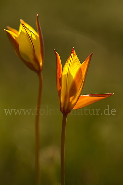 Wilde Tulpe (Tulipa sylvestris)