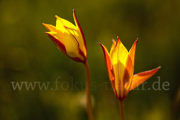 Wilde Tulpe (Tulipa sylvestris)