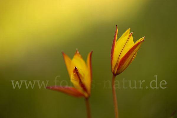 Wilde Tulpe (Tulipa sylvestris)