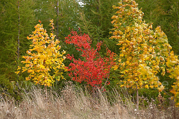 Wilde Vogel-Kirsche (Prunus avium subsp. avium)