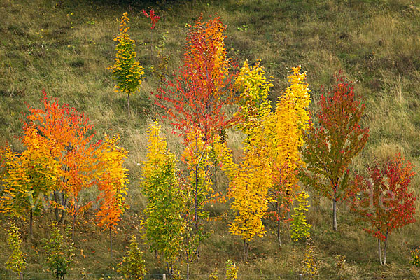 Wilde Vogel-Kirsche (Prunus avium subsp. avium)