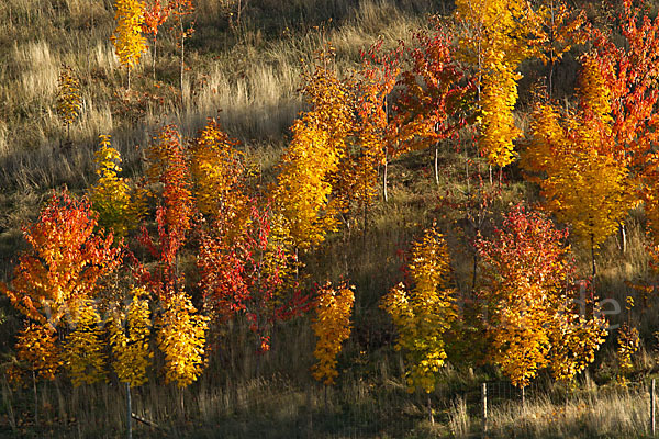 Wilde Vogel-Kirsche (Prunus avium subsp. avium)