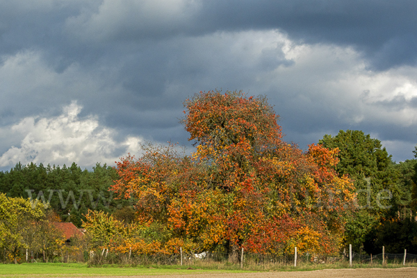 Wilder Birnbaum (Pyrus pyraster)