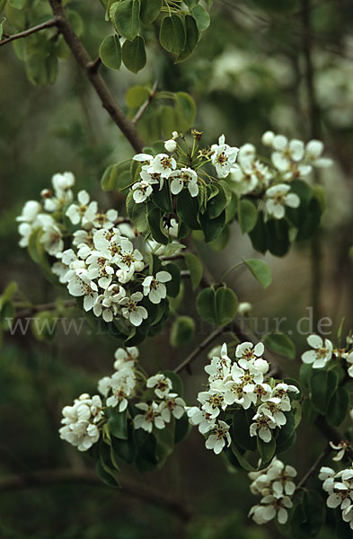 Wilder Birnbaum (Pyrus pyraster)