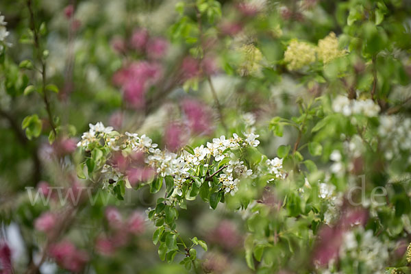 Wilder Birnbaum (Pyrus pyraster)