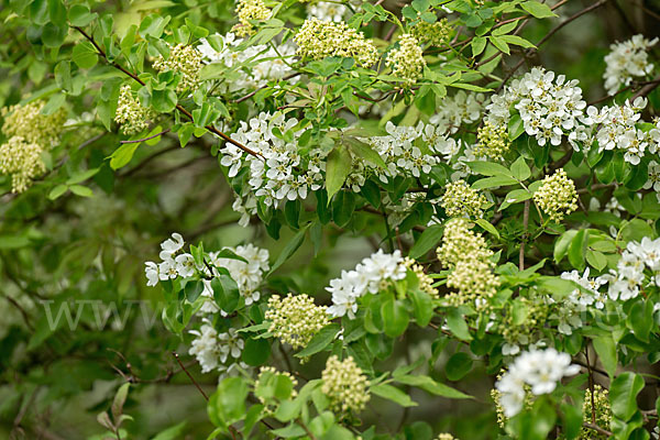 Wilder Birnbaum (Pyrus pyraster)