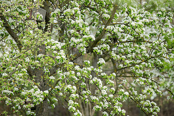 Wilder Birnbaum (Pyrus pyraster)