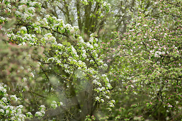 Wilder Birnbaum (Pyrus pyraster)