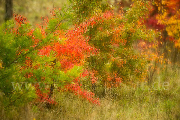 Wilder Birnbaum (Pyrus pyraster)