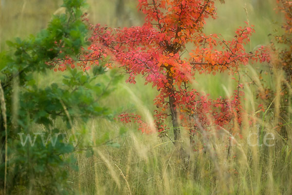 Wilder Birnbaum (Pyrus pyraster)