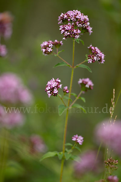 Wilder Dost (Origanum vulgare)