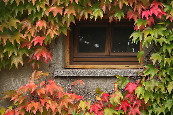 Wilder Wein (Parthenocissus spec.)