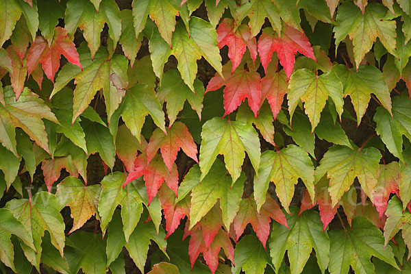 Wilder Wein (Parthenocissus spec.)