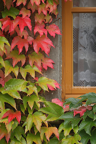 Wilder Wein (Parthenocissus spec.)