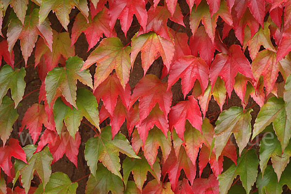 Wilder Wein (Parthenocissus spec.)