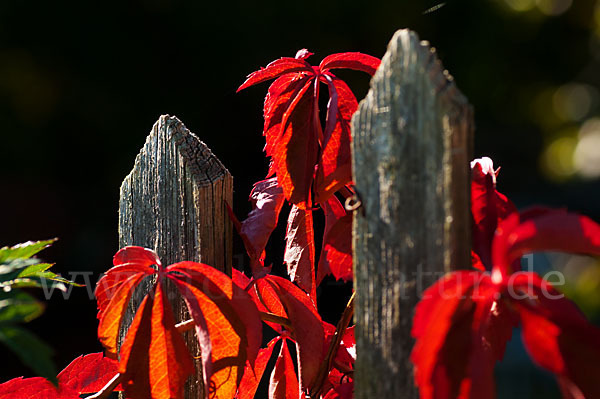 Wilder Wein (Parthenocissus spec.)